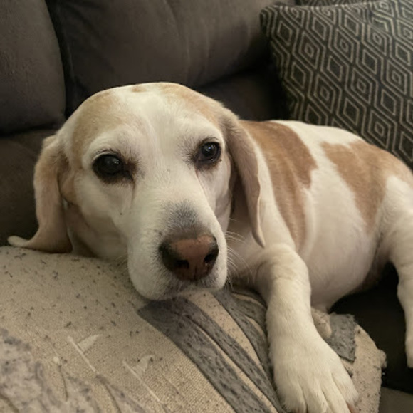 Meet your Posher, Bagel - Picture 1 of 1